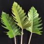 Philodendron Pin Amphan Choco.