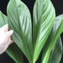 Philodendron sp.(T14) Madagascar