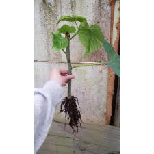 Ficus Umbellata pot 800p