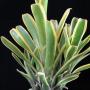 Aechmea nudicaulis albomarginata (Bromeliad) 19