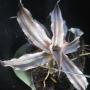 Cryptanthus lacerdae 'Menescal' (4 " pot) (Bromeliad) 50
