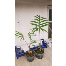 Alocasia brancifolia pot 850p