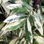 Suregada multiflorum  'Jurassic Park' (white leaf)