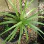Hechtia sp. (T04) Mexico (large size) (Bromeliad) 76