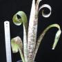Quesnelia marmorata " Tim Plowman ' (Bromeliad) 244