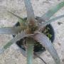 Dyckia mania x beateae (S) (Bromeliad) 65
