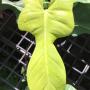 Philodendron Hammer Head (golden leaf)