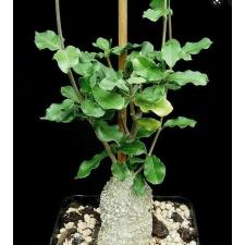 Succulents (caudex plant) 12 cm pot ps 20.10 Fockea edulis