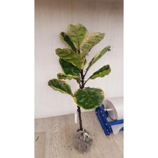 Ficus lyrata variegata 8500р