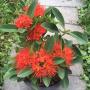 Xanthostemon sp.(T01) orange flower (Compact).