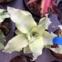 Cryptanthus cv. Wilson Jade