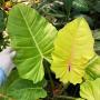 Philodendron ‘Jungle Fever’ Gold