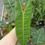 Philodendron billietiae 3.0"