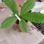 Gardenia sootepensis (seedling)