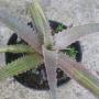 Orthophytum ' Mother Lode ' variegated (4 " pot) (Bromeliad) 238