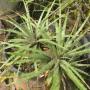 Hechtia sp. (T02) Mexico (large size) (Bromeliad) 74