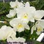 Rth. Shinfong White Charm 'White Rose' 2.5"