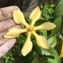 Gardenia sp.(T03) Papua New Guinea (TF)