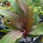 Pitcairnia sanguinea ' Dark Dream ' (Bromeliad) 241