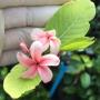Holarrhena pubescens (pink flower)