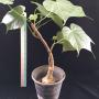Sterculia colorata (caudex plant)
