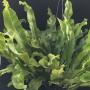 Polypodium musifolium x Twisted Tip