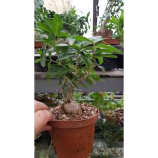 Succulents (caudex plant) 12 cm pot ps 20.10 Fockea edulis