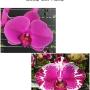 Phal. Miki Imperial Seal 'MI01' x Younghome New York 2.5"