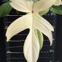 Philodendron Florida Ghost 2.5"