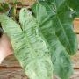 Philodendron paraiso verde 3.0"