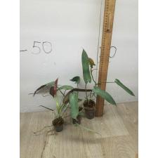 philodendron atabapoense 'santa leopoldina' S