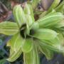 Aechmea gamosepala variegata (Bromeliad) 14