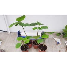 Ficus Umbellata pot 800p