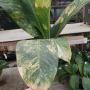 Dieffenbachia Hongsaa variegated 1 (L) 9500p