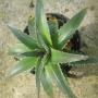 Dyckia platyphylla (green leaf) (4 " pot) (Bromeliad) 66