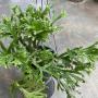 Pyrrosia longifolia ‘Crestata’ (small leaf)