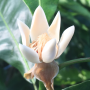 Magnolia sp. 'Phujong Nayoi' (grafted