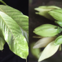 Enicosanthum sp.(T02)(seedling)