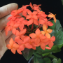 Ixora sp.(T08) orange flower