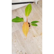 Philodendron orange pot уценка 750p