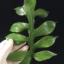 Philodendron sp.(T32)