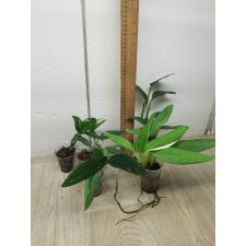 Philodendron guttiferum cobra variegata