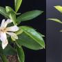 Gardenia sp.(T14) Taiwan.