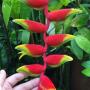 Heliconia rostrata (Log in:Heliconia sp.)