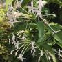 Randia sp.(T02) Posoqueria latifolia
