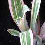 Billbergia 'Louise' (Bromeliad) 40