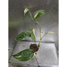 Epipremnum pinnatum (white variegated)