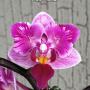 Phal. Miki Pink Fox (variegata & peloric) 2.5"