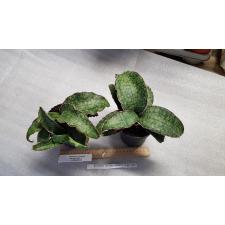 Sansevieria 'star Green Granite' 11 cm pot  20,01
