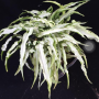 Syngonium Ngern Laima (narrow leaf)
